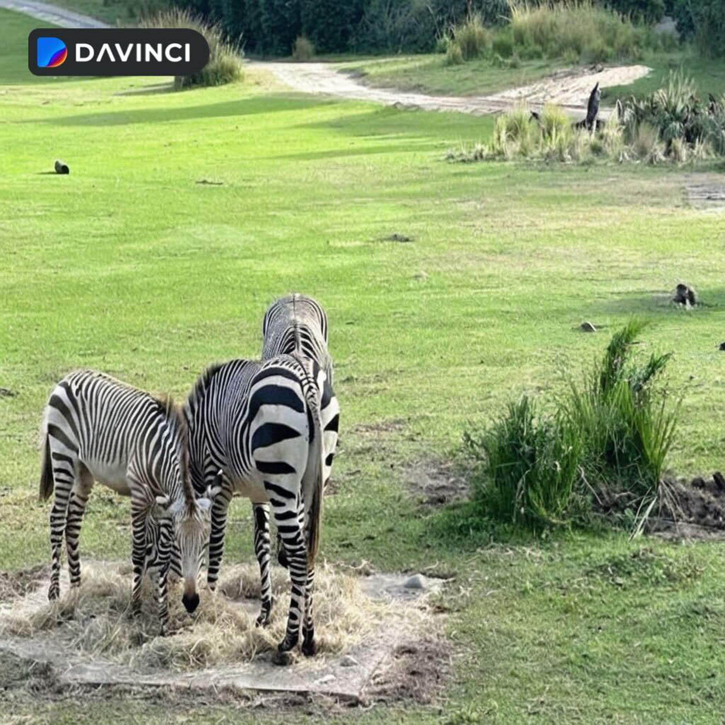 A photograph of some zebras edited using generative AI to remove one of the zebras in the background.